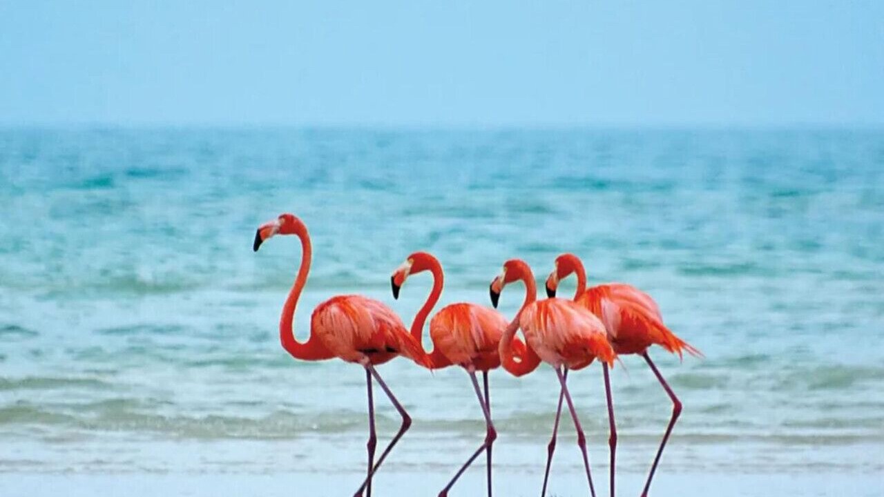 Photo of Others in Isla Holbox