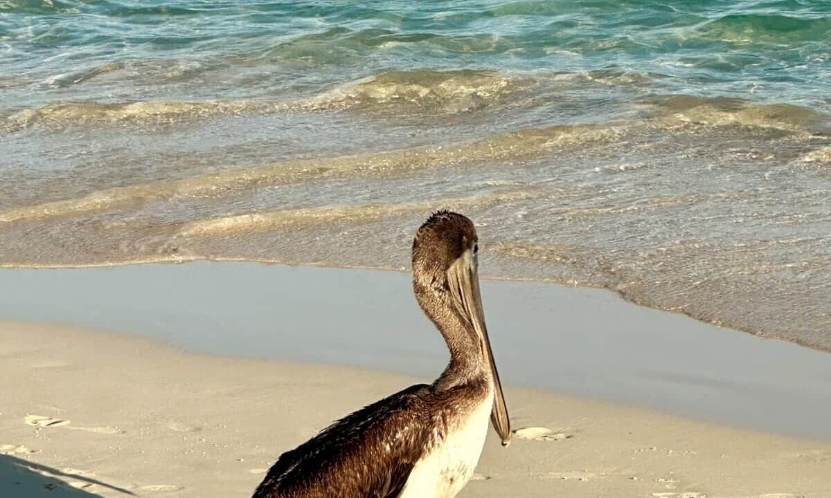 Photo of Others in Playacar