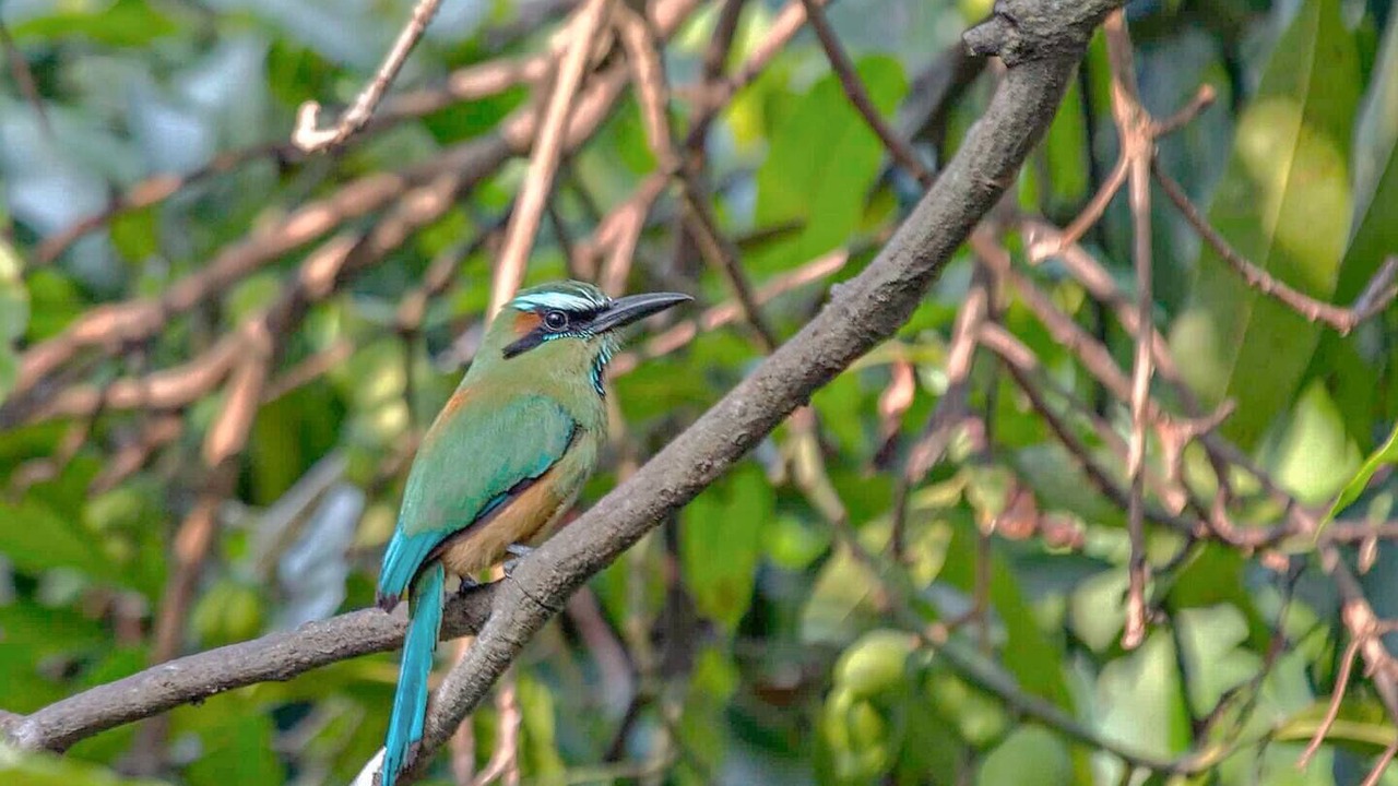 Photo of Others in Akumal