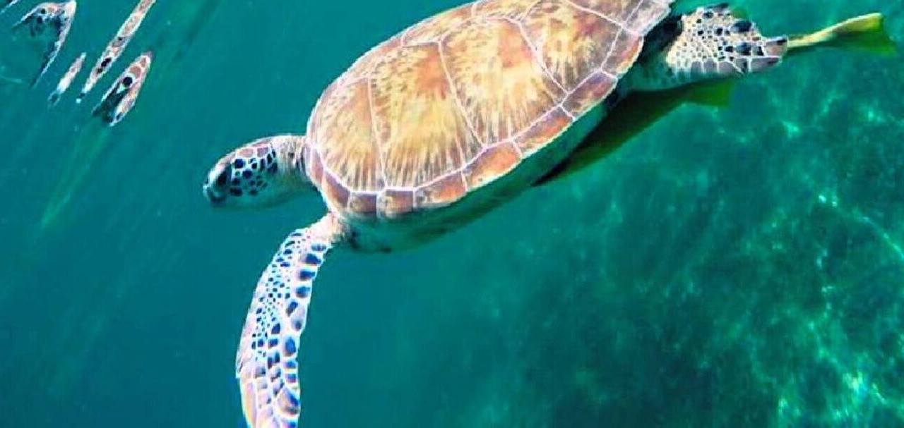 Photo of Others in Akumal