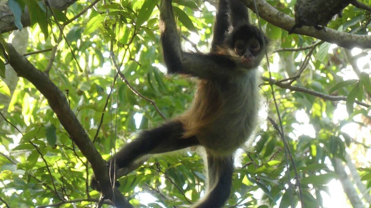 Photo of Outdoor in Akumal