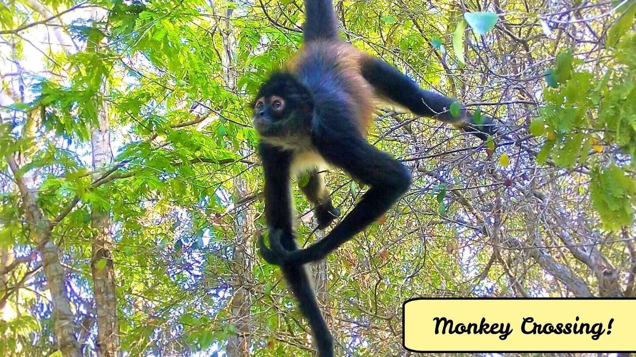 Photo of Others in Akumal