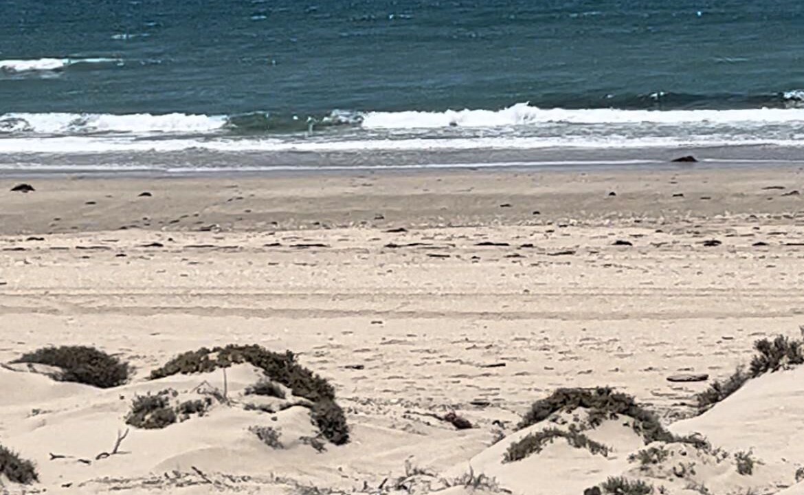 Photo of Others in Sandy Beach