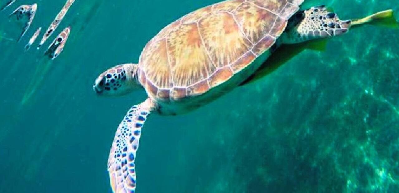 Photo of Others in Akumal