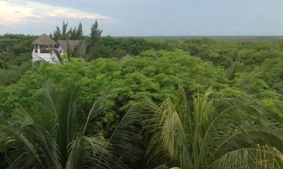 Photo of Others in Puerto Morelos