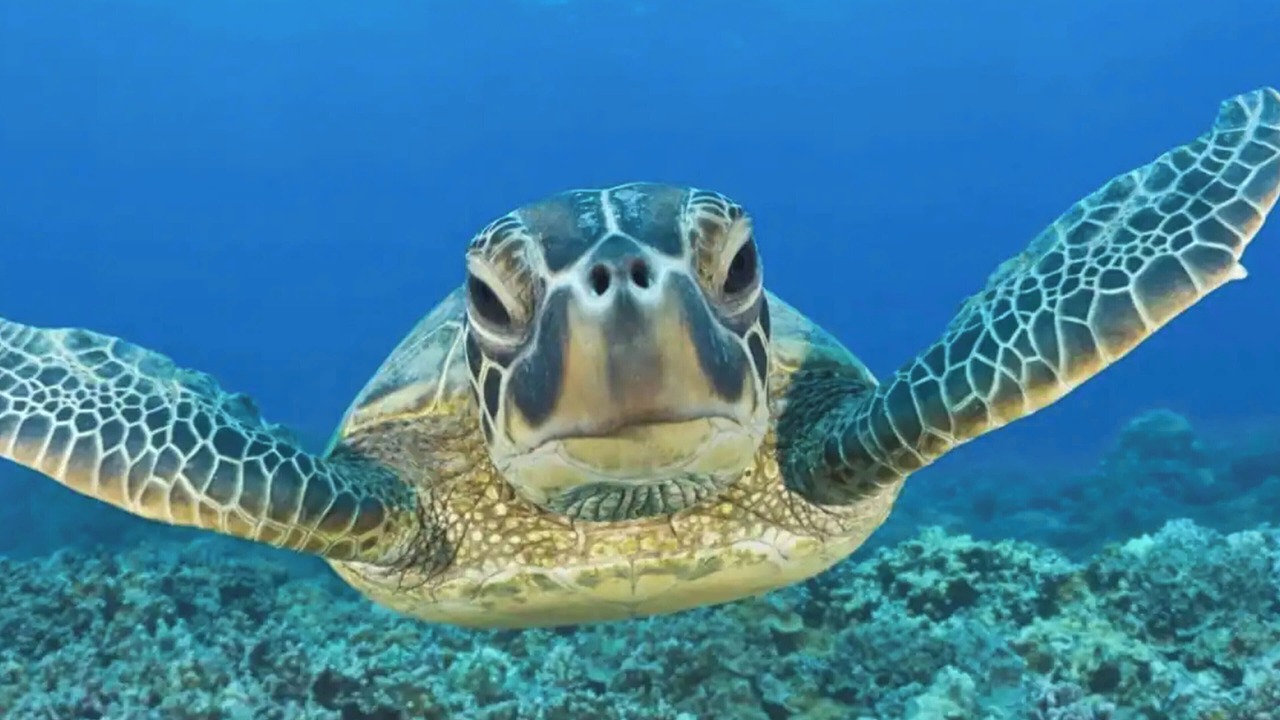 Photo of Others in Akumal