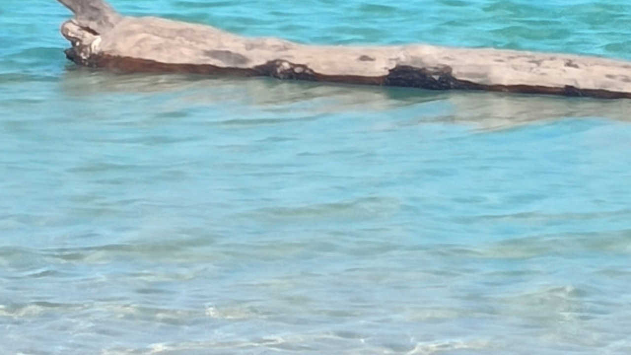 Photo of Others in Majahual