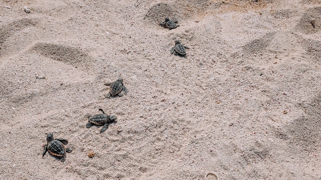 Photo of Others in Tulsayab