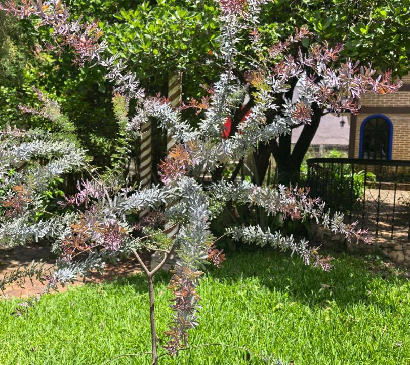Photo of Outdoor in Comitan de Dominguez