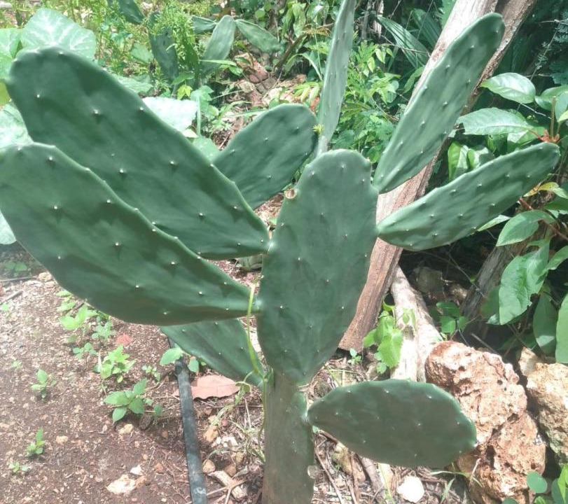 Photo of Outdoor in Chunhuhub