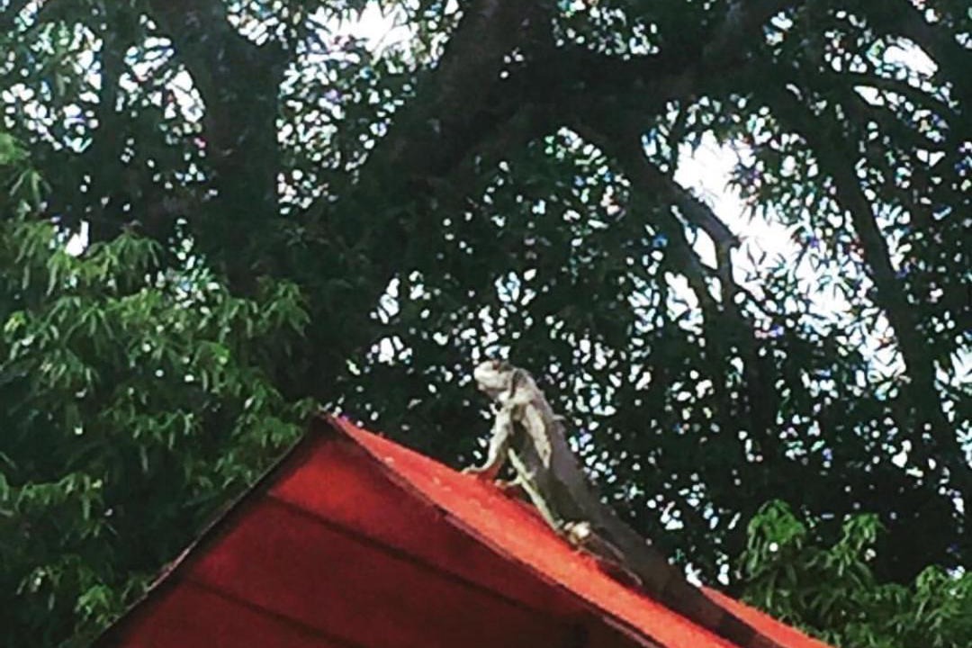 Photo of Others in Comalcalco