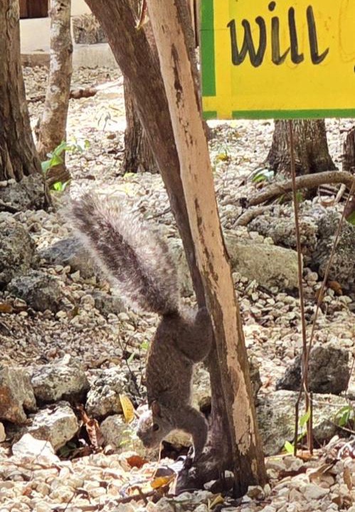 Photo of Others in Tulum