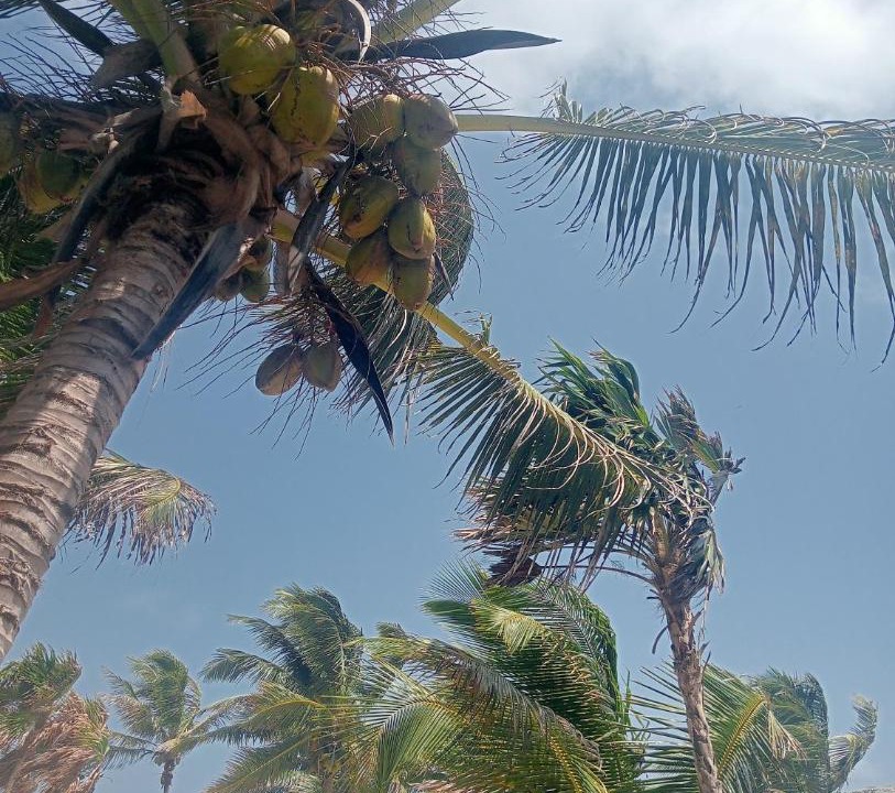 Photo of Others in Mahahual