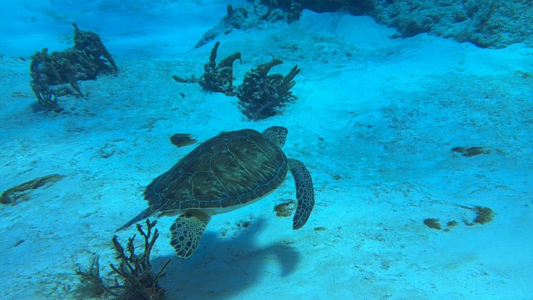 Photo of Others in Cozumel