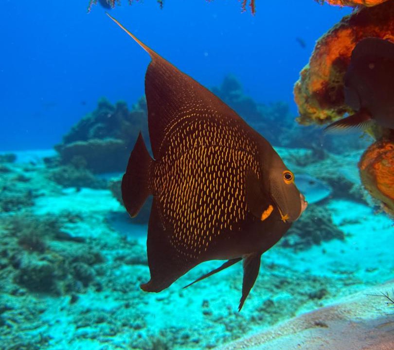 Photo of Others in Cozumel