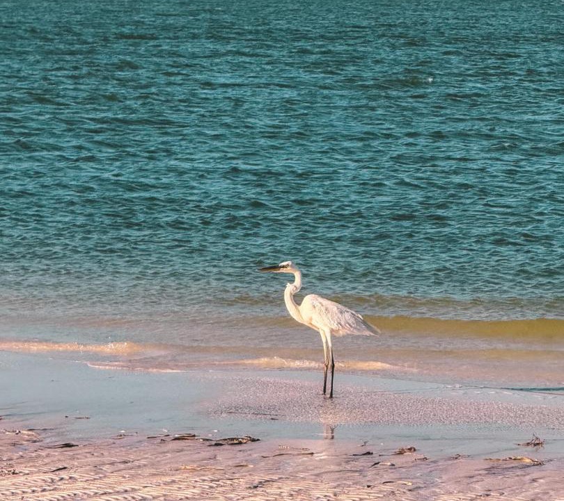 Photo of Human In Picture in Isla Holbox