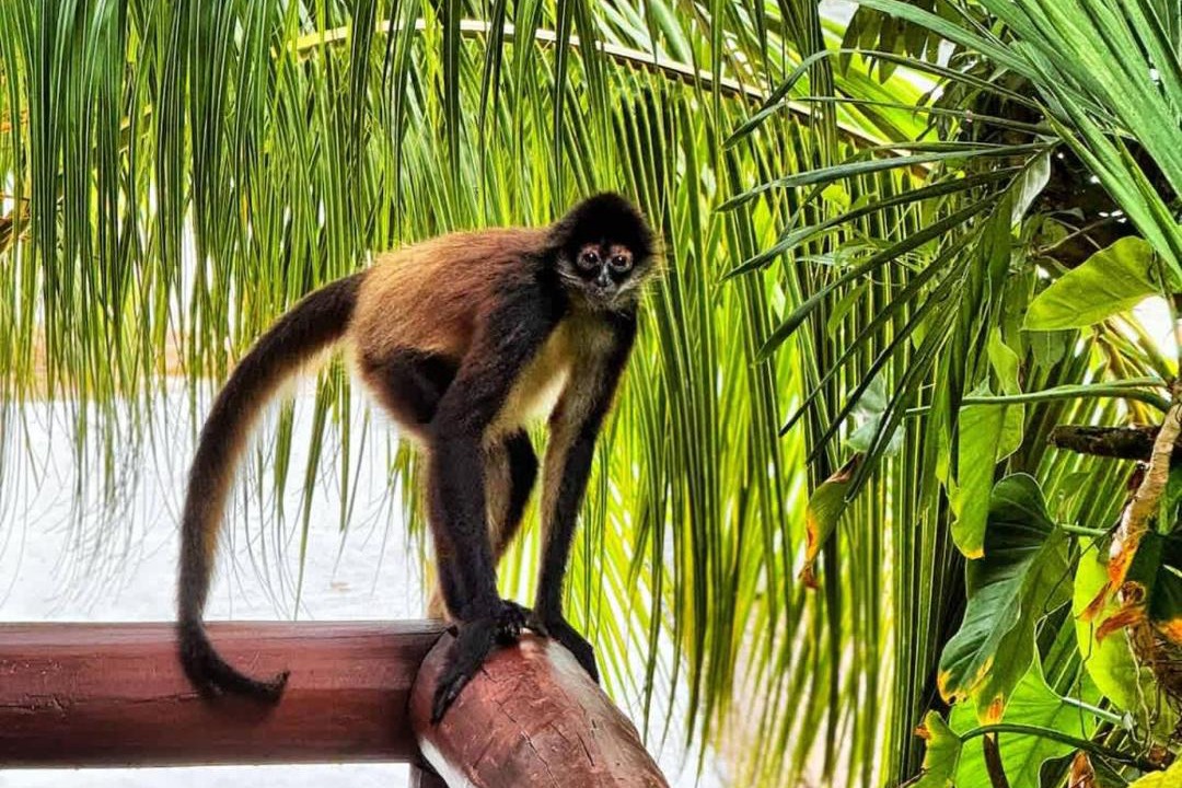 Photo of Others in Xcaret