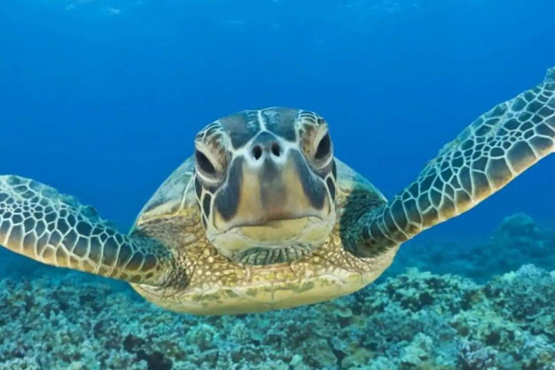 Photo of Others in Akumal