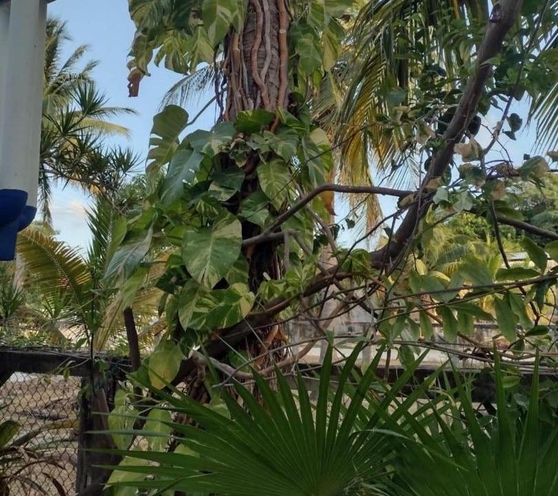 Photo of Others in Punta Allen