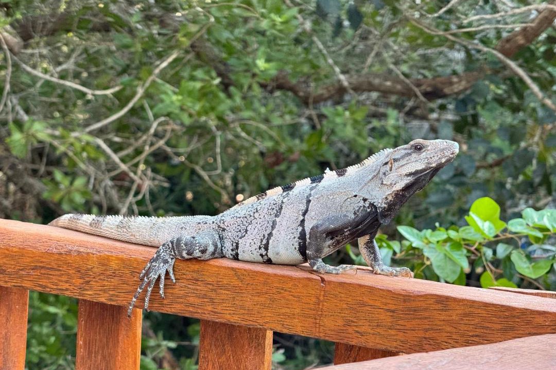 Photo of Others in Isla Holbox