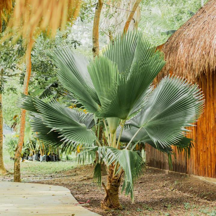 Photo of Others in Chetumal