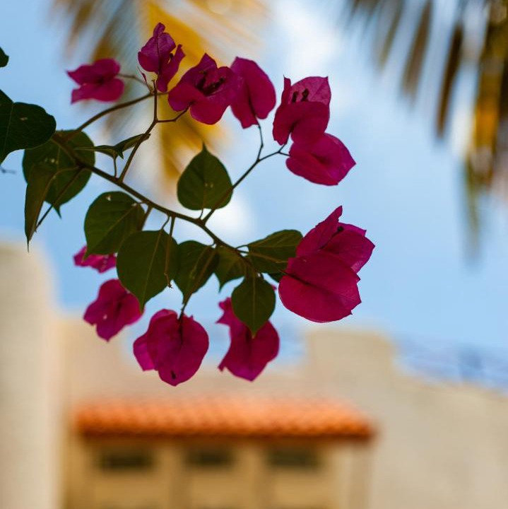 Photo of Outdoor in Majahual