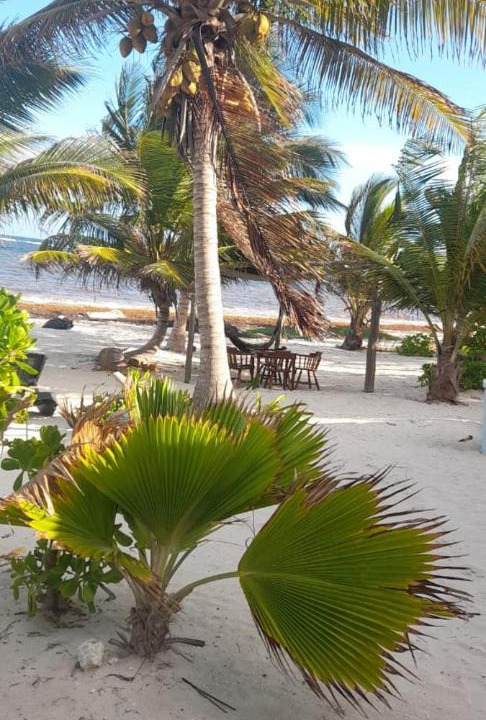 Photo of Others in Mahahual