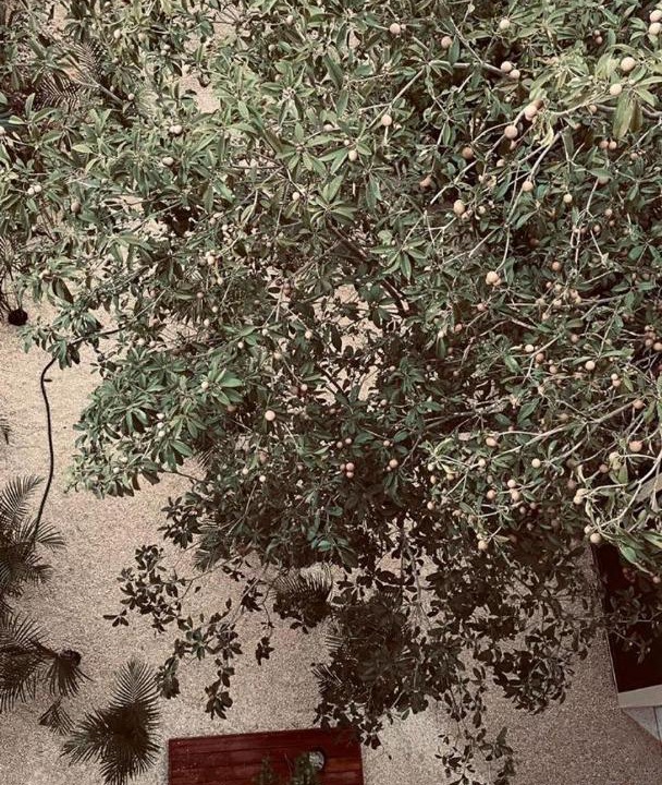 Photo of Others in Chemuyil