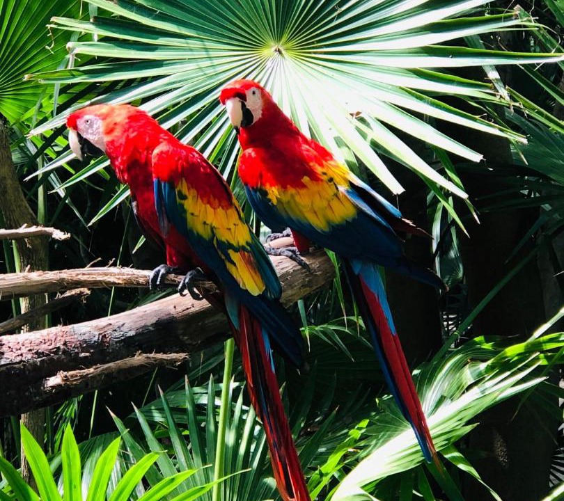 Photo of Others in Xcaret