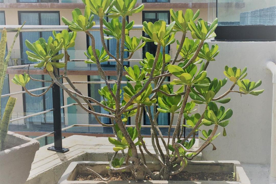 Photo of Patio Balcony in 12th Street