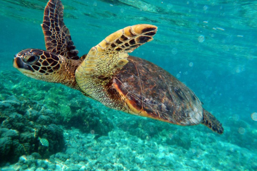 Photo of Outdoor in Akumal