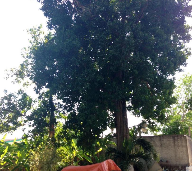 Photo of Outdoor in Bacalar