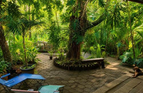 Palenque Bed & Breakfast | Los Susurros Casa Monkey Rescue and Rehabilitation Sanctuary