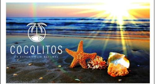 Sisal Apartment | Cocolitos