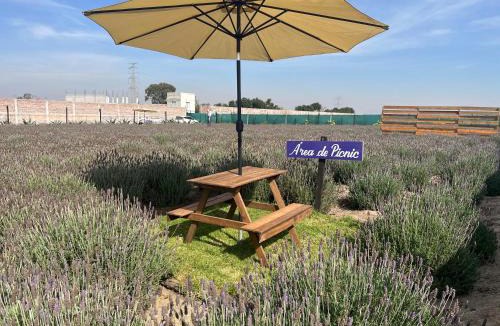 Texcoco de Mora Other | Glamping Rincón de Lavanda