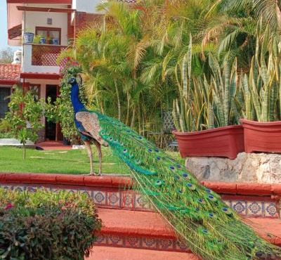 Posada Los Alcatraces in Puebla